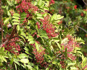 Brazilian Peppertree (Aroeira) - Schinnus Terebinthifolius R.