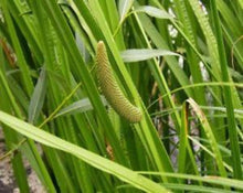 Load image into Gallery viewer, Aromatic Calamus (Thistle) Tea - Acorus calamus