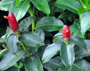 Cana do Brejo - Costus spp.