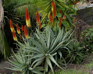 Cape Aloe - Aloe ferox Miller