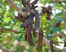 Load image into Gallery viewer, Carob Tea - Ceratoniasiliqua L.