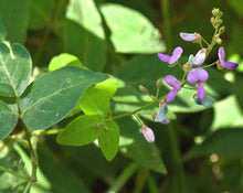 Load image into Gallery viewer, Carrapicho - Desmodium adscendens