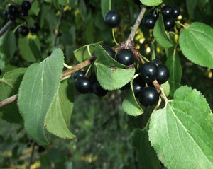 Cascara Sagrada Tea - Rhamnus purshiana - D.C.