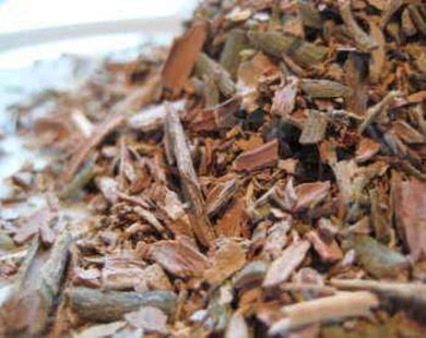 Cascarilla Tea - Croton eluteria Bennett