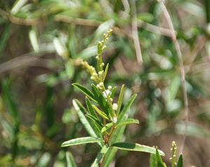 Cascarilla Tea - Croton eluteria Bennett