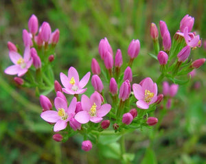 Centaury Tea - Centaurium umbellatum Gilib.