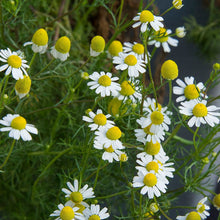 Load image into Gallery viewer, Chamomile Tea - Matricaria chamomilla L.