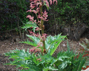 Chinese Rhubarb - Rheum officinale Baill