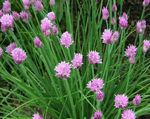Chives - Allium Schoenoprasus