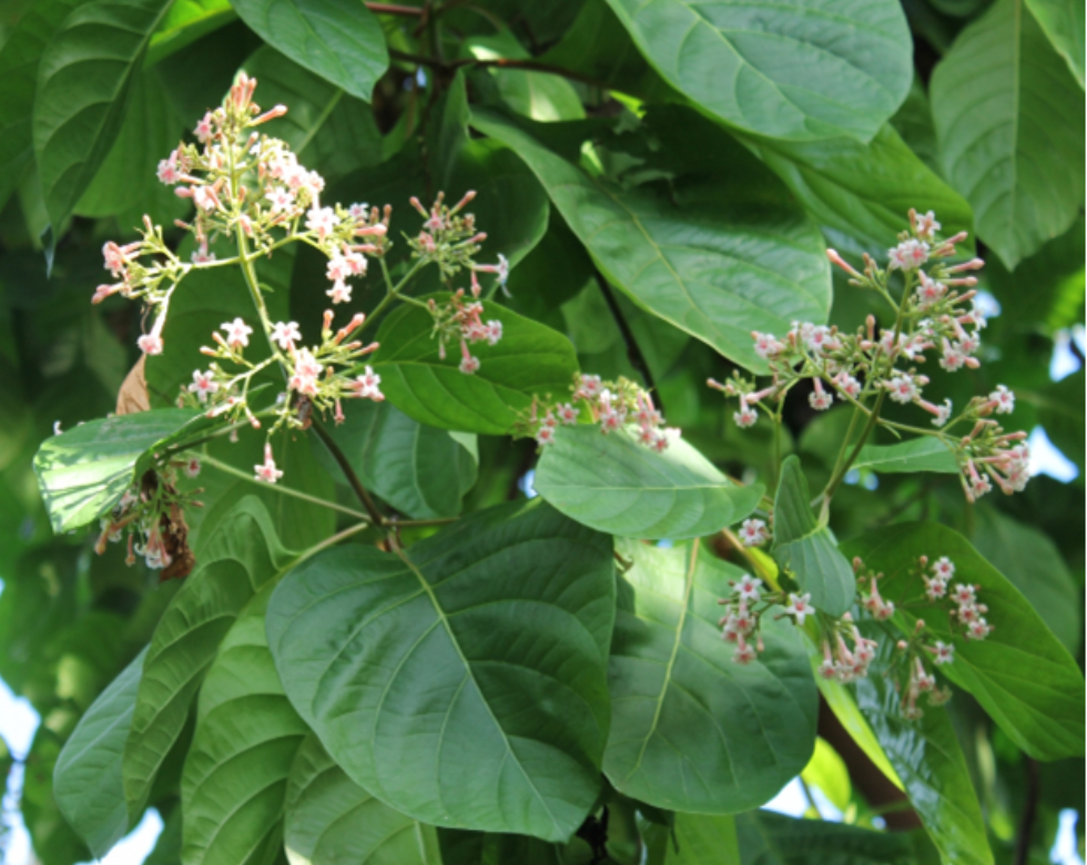 Cinchona Bark Living Proof LLC Living Proof L L C cinchona-bark-living-proof-llc-living-proof-l-l-c