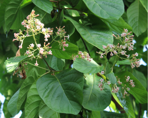 Cinchona Bark - Cinchona calisaya Wedd.