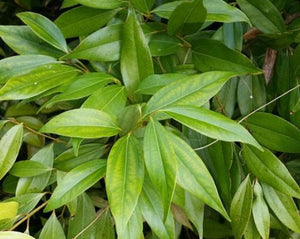 Cinnamon - Cinnamomum zeylanicum