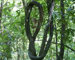 Cipo Cravo - Tynnanthus Fasciculatus