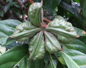 Cola Nut - Cola nitida Ventenat