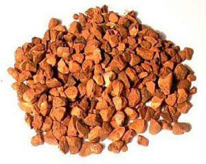Cola Nut - Cola nitida Ventenat