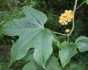 Calumba Tea - Jateorhiza palmata Miers