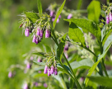 Load image into Gallery viewer, Comfrey Leaf - Symphytum Officinalis L.