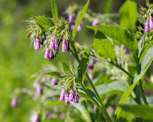 Comfrey Leaf - Symphytum Officinalis L.