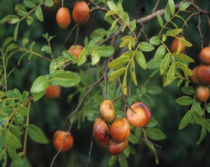 Copaiba Oil - Copaifera Langsdorffii