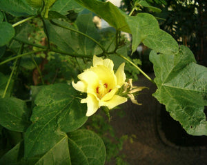 Cotton Root - Gossypium Herbaceum L.