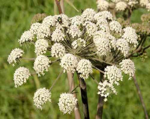 Cumin Seed - Cuminum Cyminum L.
