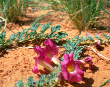 Load image into Gallery viewer, Devils Claw Root - Harpagophytum Procumbens