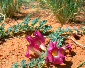 Devils Claw Root - Harpagophytum Procumbens