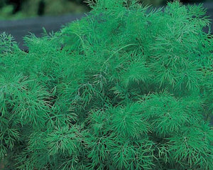 Dill Seeds - Anethum graveolens L.
