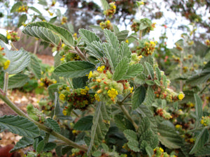 Douradinha - Waltheria Douradinha S.