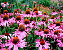 Load image into Gallery viewer, Echinacea Leaf - Echinacea Purpurea M.