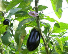 Load image into Gallery viewer, Eggplant Powder - Solanum Melongena L.