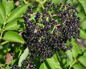 Elderberries - Sambucus nigra L.