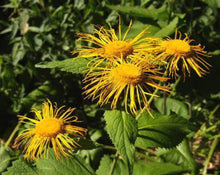 Load image into Gallery viewer, Elecampane Root - Inula helenium L.