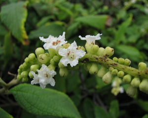 Erva Baleeira - Cordia verbenacea