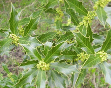 Load image into Gallery viewer, Espinheira Santa - Maytenus Ilicifolia