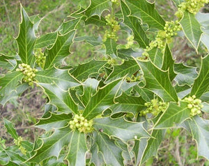 Espinheira Santa - Maytenus Ilicifolia