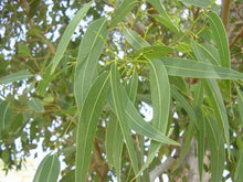 Load image into Gallery viewer, Eucalyptus Leaf - Eucalyptus Globulus Labill