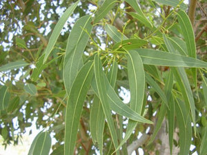 Eucalyptus Leaf - Eucalyptus Globulus Labill