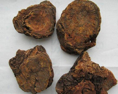 European Rhubarb - Rheum Rhaponticum L.