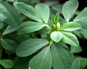 Fenugreek Leaf - Trigonella foenum-graecum L.