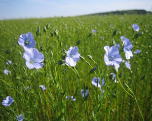 Flax Seeds - Linum usitatissimum L.