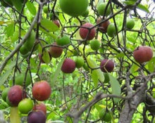 Load image into Gallery viewer, Garcinia Fruit (Kokum) - Garcinia Indica