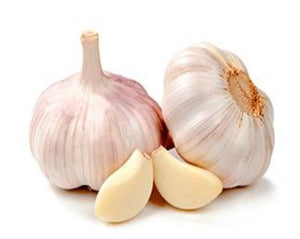 Garlic - Allium sativum L.