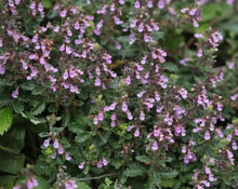 Load image into Gallery viewer, Germander Tea - Teucrium Chamaedrys L.