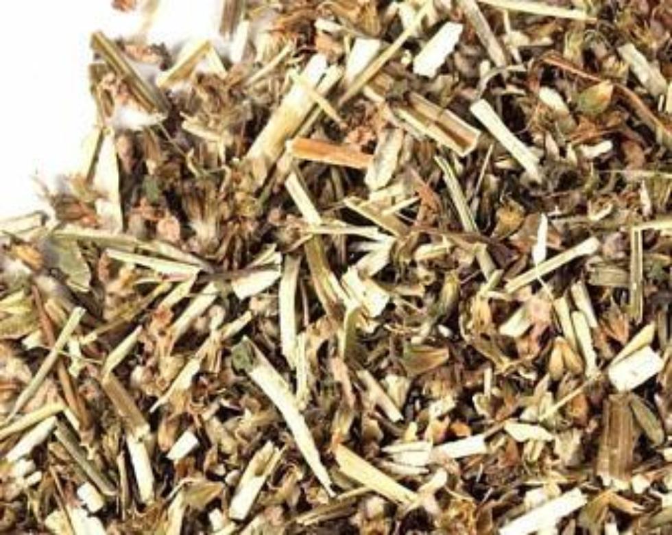 Germander Tea | Living Proof LLC – Living Proof L.L.C.