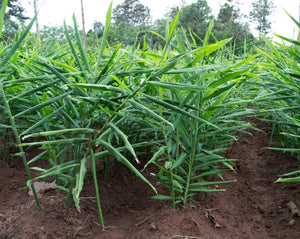 Ginger - Zingiber officinale
