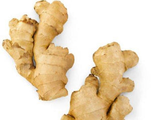 Ginger - Zingiber officinale