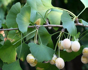 Ginkgo Leaf - Ginkgo Biloba
