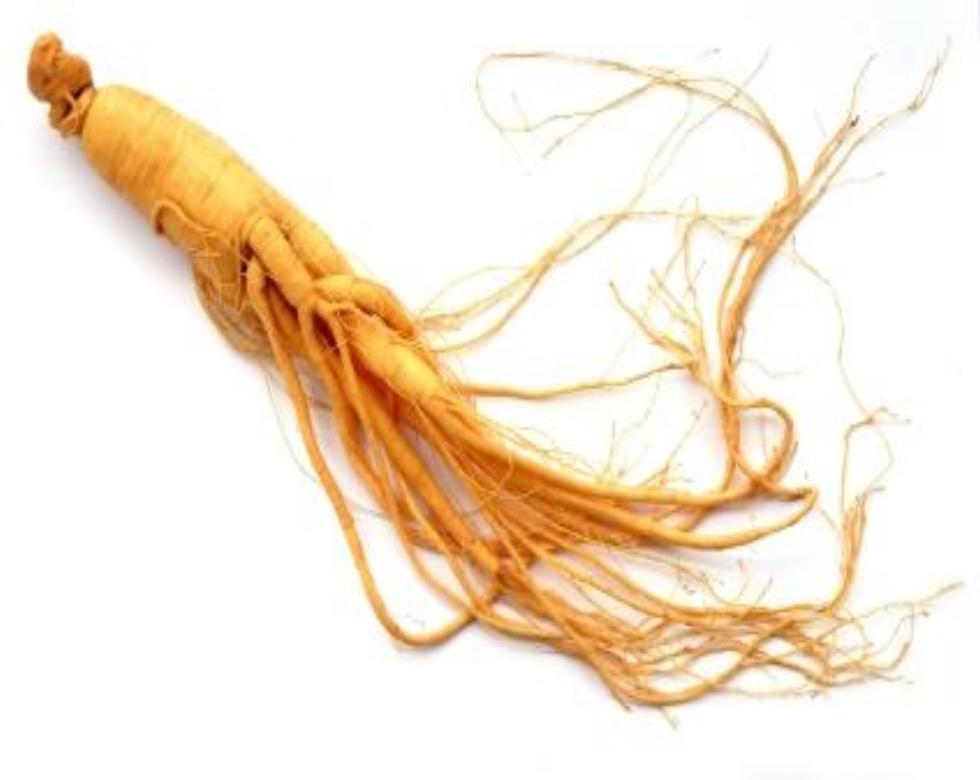 Ginseng Root Tea Living Proof LLC Living Proof L.L.C.