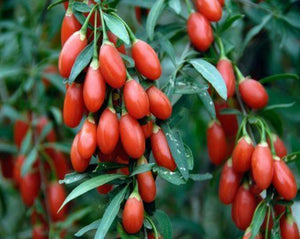 Goji Berry - Lycium Barbarum